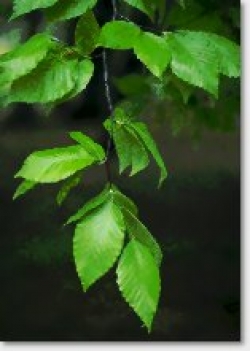 Le Fagacee: indagine palinologica nella cittÃ  di Faenza