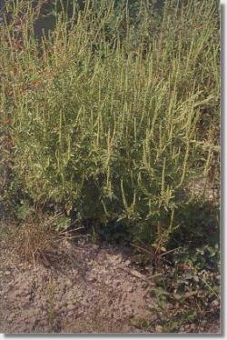 L'ambrosia a Gallarate