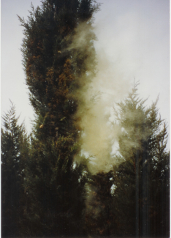 POLLINI ELEVATI E MORTALITA'