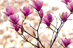 CONSIGLI PER ALLERGIE IN PRIMAVERA