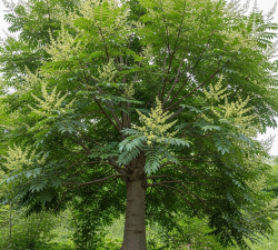 AILANTHUS ALLERGENE EMERGENTE