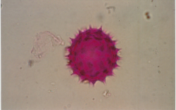 AMBROSIA: ALLERGENE IN CRESCITA