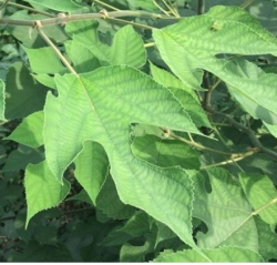 UN NUOVO ALLERGENE DA SEGNALARE