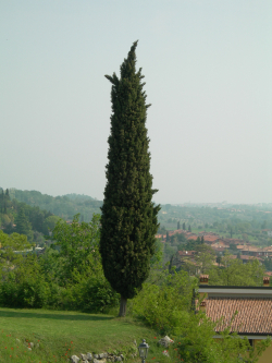 ALTRI POLLINI INVERNALI