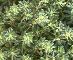 LE FALSE ALLERGIE. IL PITTOSPORO