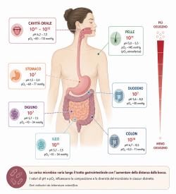 MICROBIOTA UMANO 3Â° PUNTATA
