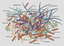 IL MICROBIOTA UMANO - CAPITOLO 5