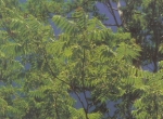 Figura 8- Ailanthus altissima