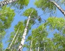 AUMENTO DELLE ALLERGIE AGLI ALBERI NEI BAMBINI