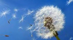 ALLERGIE TUTTO L'ANNO - Secolo XIX